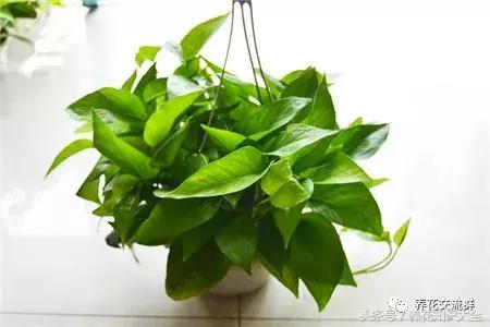 水培绿萝怎么养护长得才茂盛,刚种植的大盆绿萝柱怎么养护