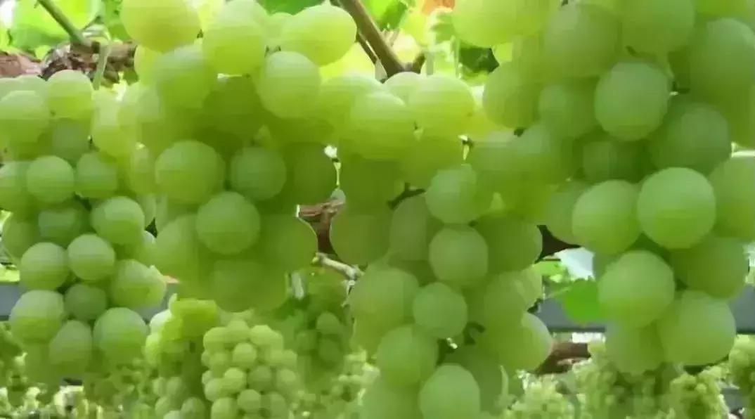 青白江水果西梅,青白江应季水果