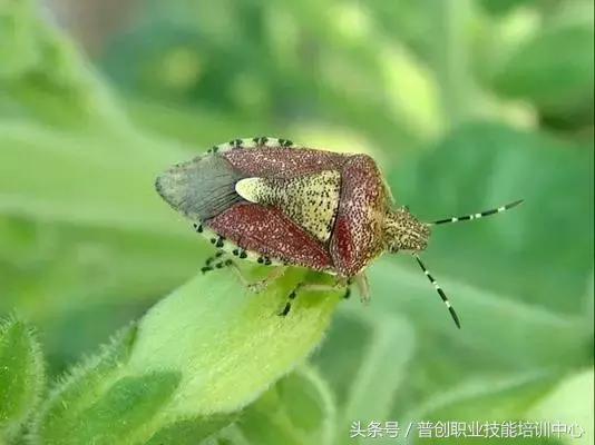 种菜病虫害的防治口诀,种菜小知识大全预防病虫害