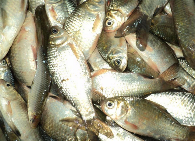 鱼儿在水面游不好钓,鱼儿在水面上游就是不吃食怎么办