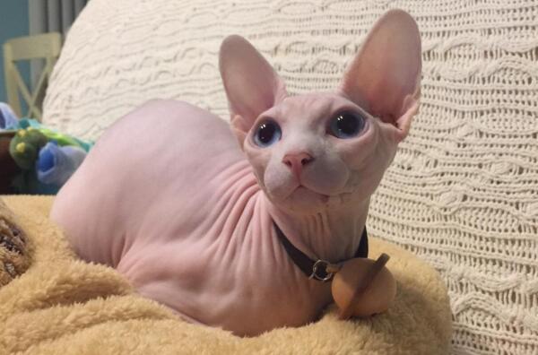 常见的宠物猫有几种品种,常见宠物猫品种大全