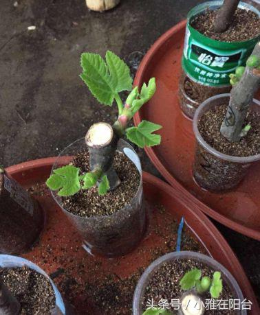 无花果枝繁叶茂,刚刚种的无花果怎么提高成活率