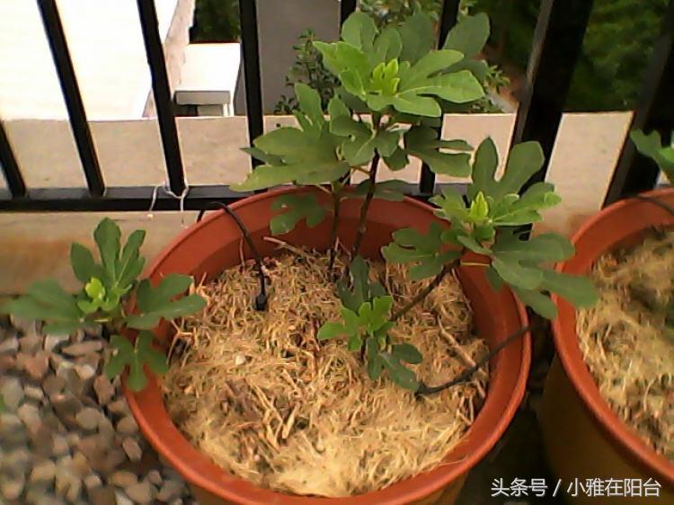 无花果枝繁叶茂,刚刚种的无花果怎么提高成活率