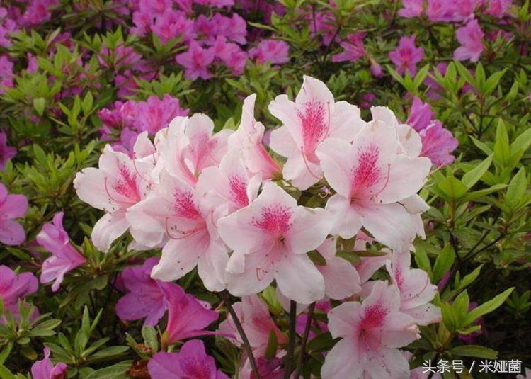 杜鹃花得了黑斑病怎么治好,杜鹃花有黑色斑点怎么回事