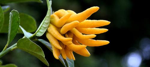 做植物医生,佛手植株叶片病害