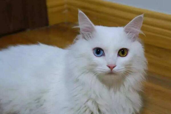 中华田园猫真的不如宠物猫吗,中华田园猫也可以当橘猫