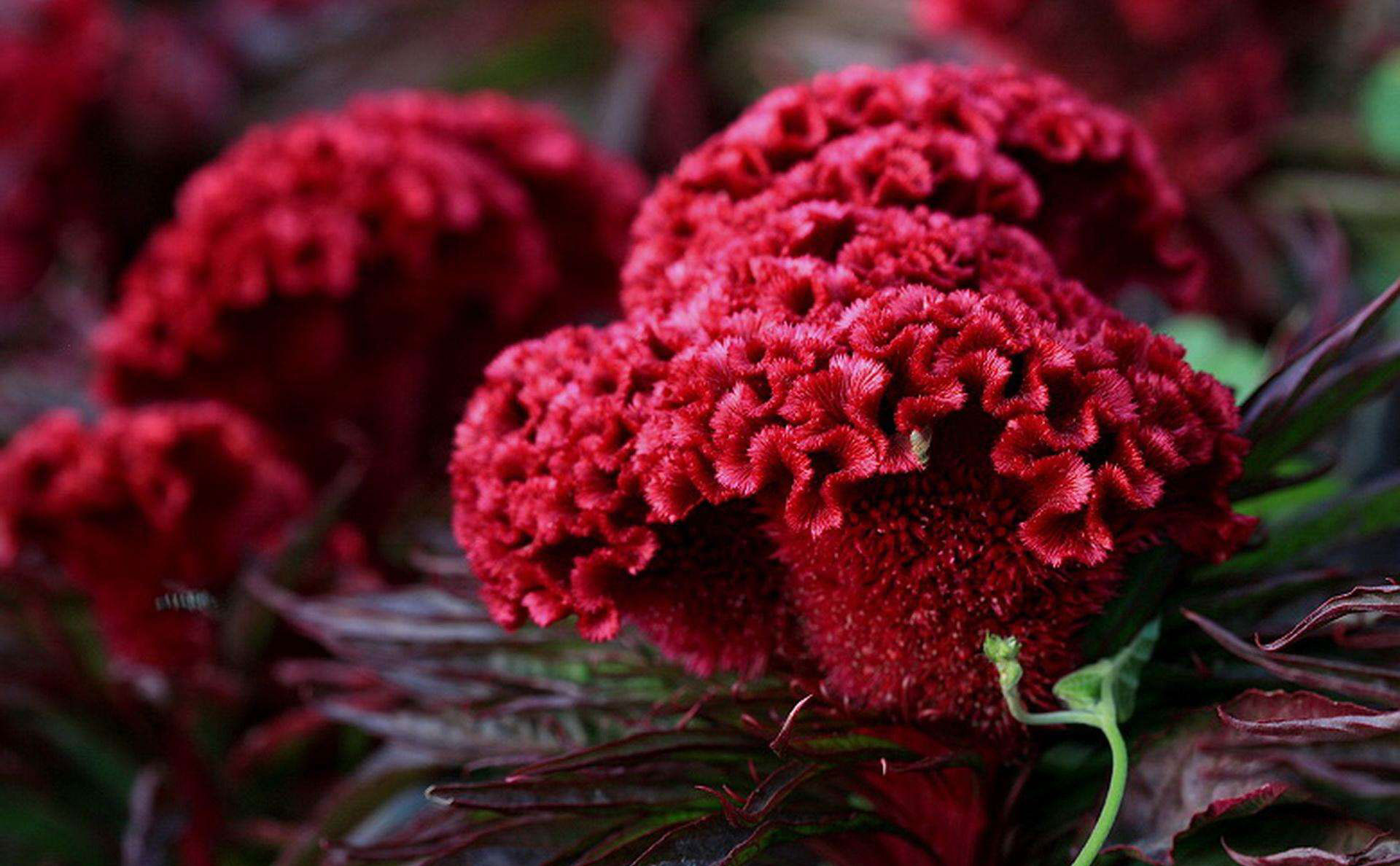 属鸡人养什么植物最旺,十二生肖幸运植物