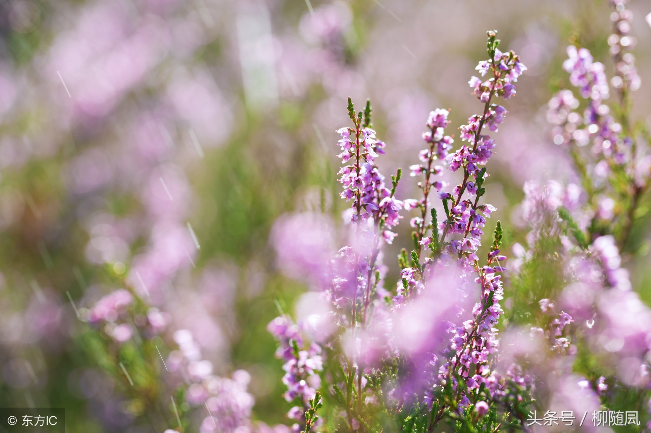 女孩用香烟名称写情书太有才了,用香烟名称写的情书太有才了