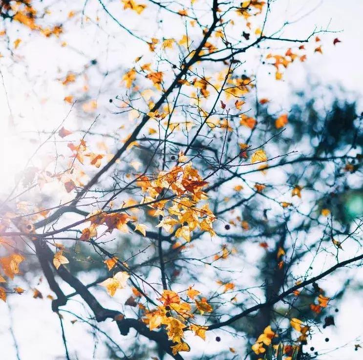 秋天婺源自由行攻略,秋天婺源游玩最新攻略