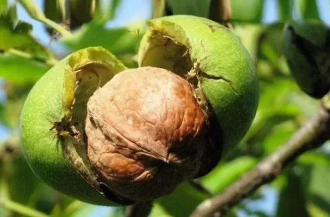 此物号称植物界的唐僧肉！补大脑，益心脏还能缓解失眠！