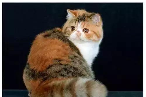 美短猫纹路有深有浅,美短猫纹路越深越好吗