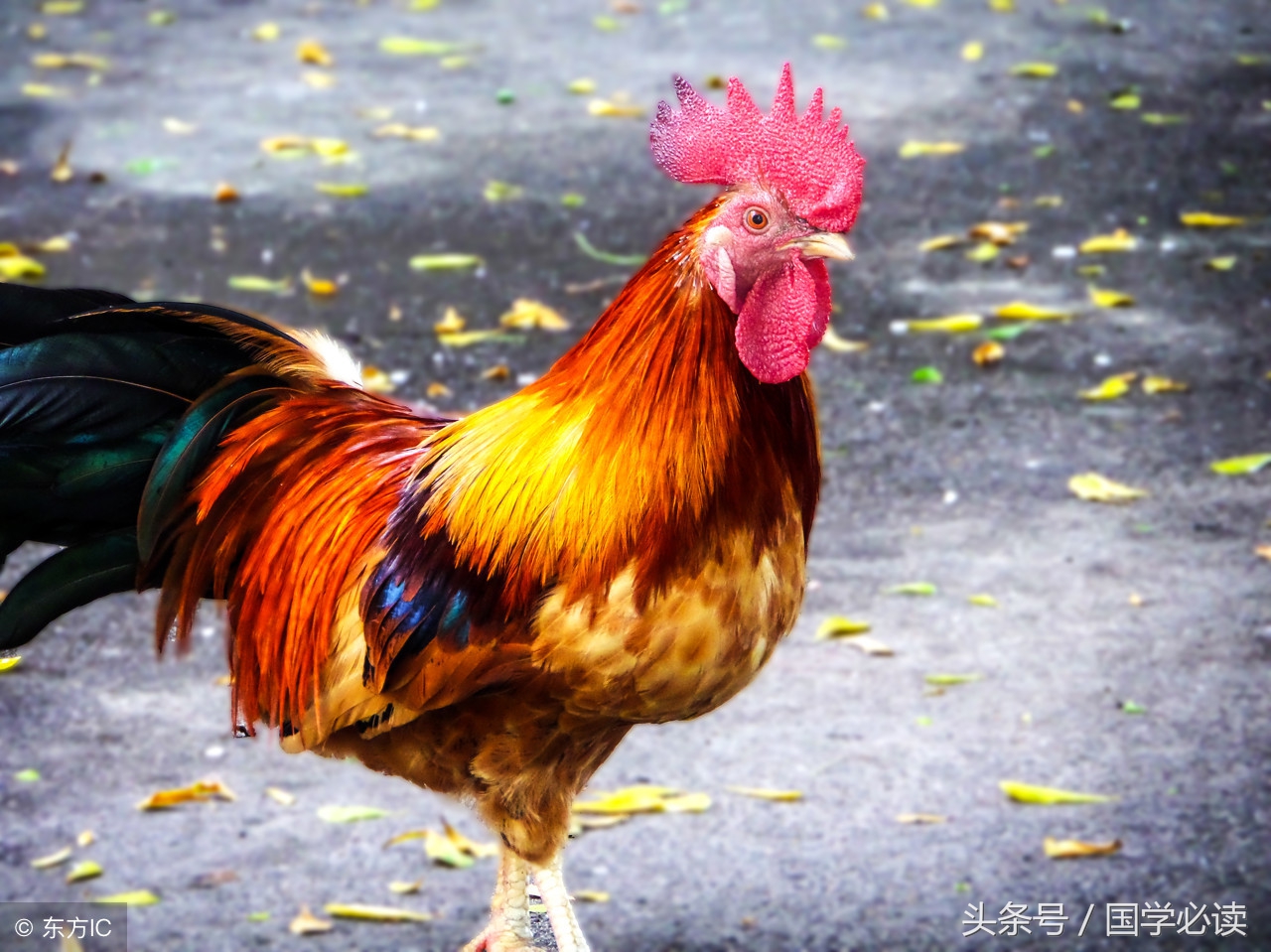 十二生肖歇后语大全小学生,包含十二生肖的歇后语大全