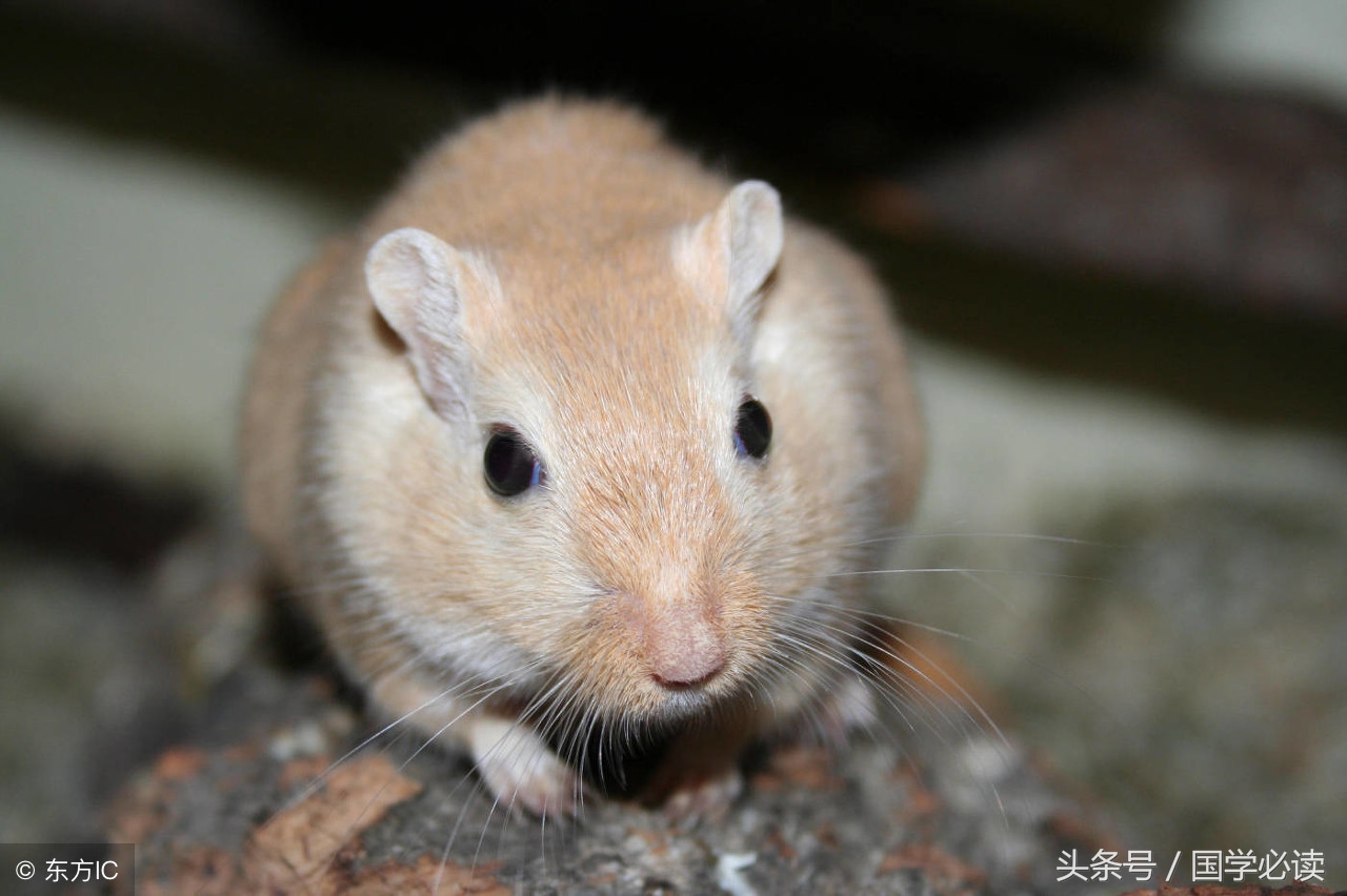 妙趣横生的十二生肖歇后语,十二生肖歇后语大全二年级