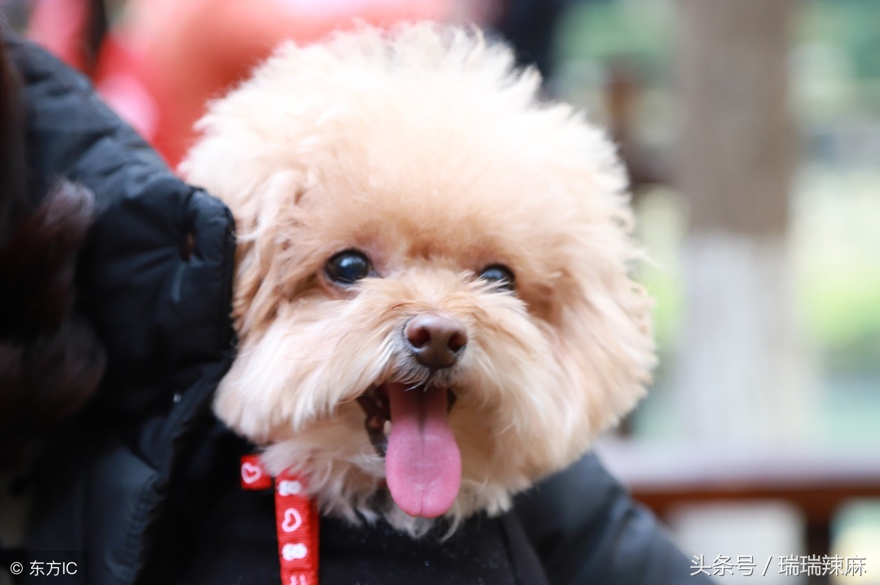 泰迪狗狗皮肤病治疗史，告别了医院高费用