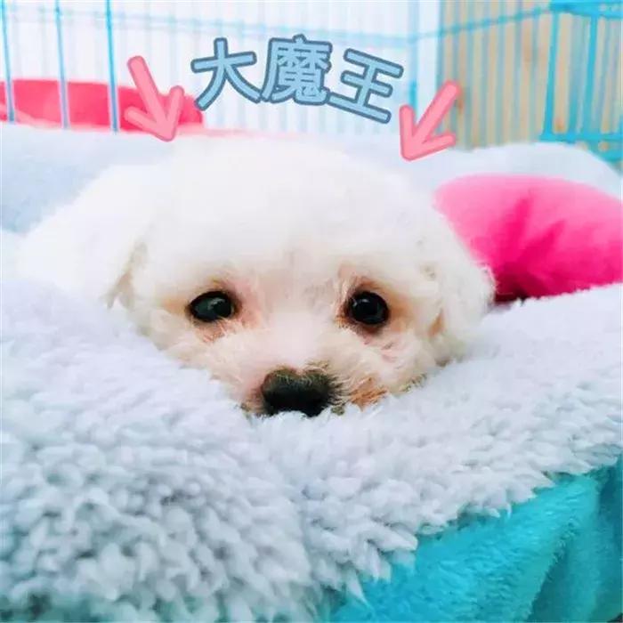 比熊幼犬粪便有虫子,比熊幼犬感染寄生虫怎么办