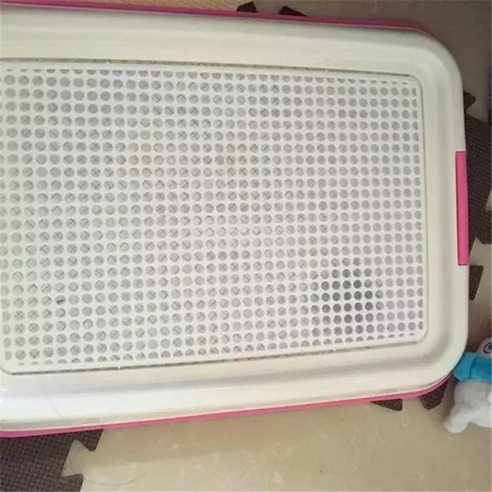 比熊经常拉肚子，铲屎官观察5点症状，发现感染寄生虫！