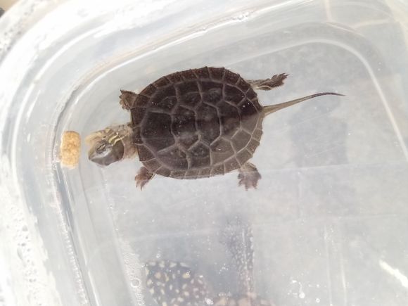 龟不用加热棒怎么给龟加温,龟治病加热棒推荐