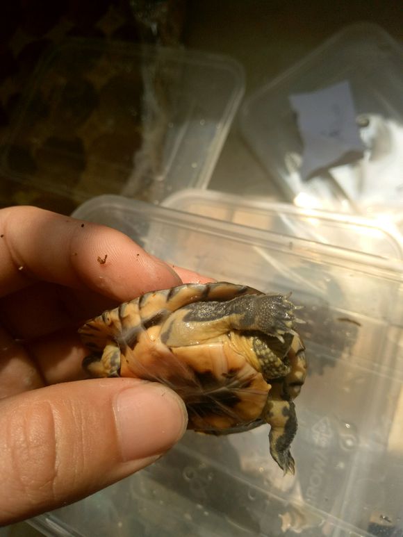 龟不用加热棒怎么给龟加温,龟治病加热棒推荐