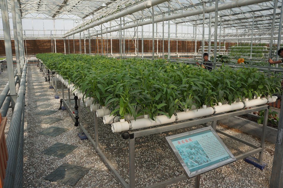 什么是无土栽培种植？无土栽培真有介绍的那么好吗