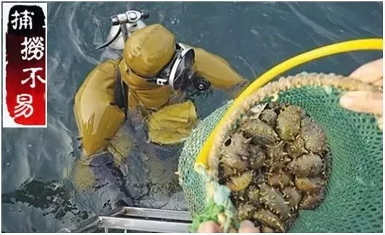 66岁母亲买海参,66岁母亲卖海参