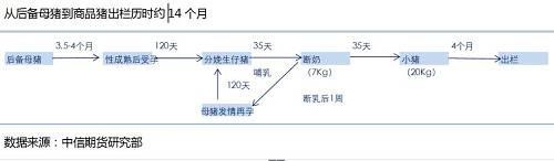 养殖猪一般是什么品种的猪呢,猪的品种有哪些哪个更好养殖