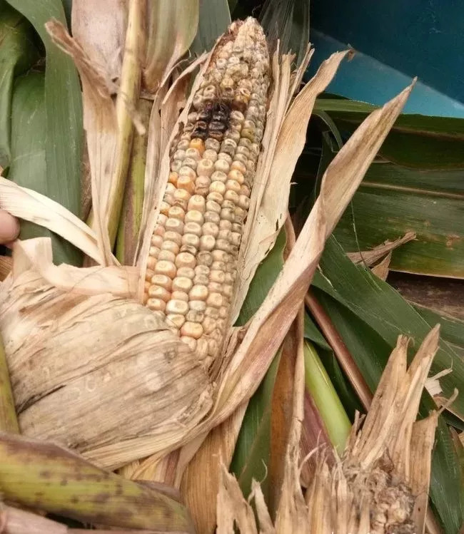 千亩小麦减产怀疑肥料不合格,玉米收成差农民怀疑种子有问题