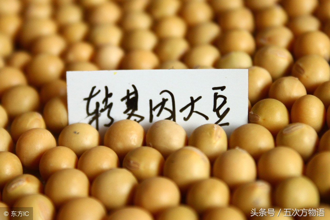 转基因大豆油和食用油,转基因大豆油和棕榈油