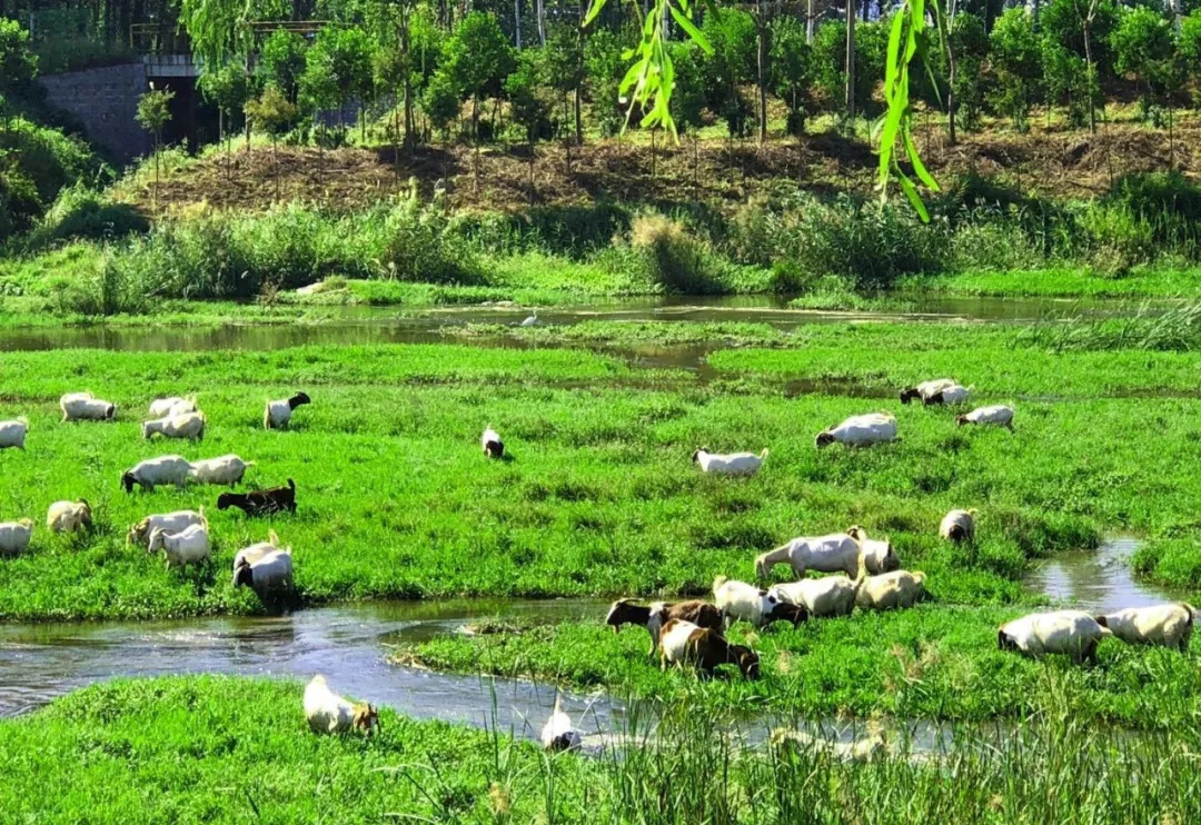 蟠龙河，清晨羊鹭齐歌，难得一见！