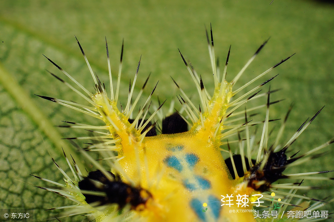 农民受到洋辣子蛰了怎么办,玉米地里被老虎蛰了怎么处理