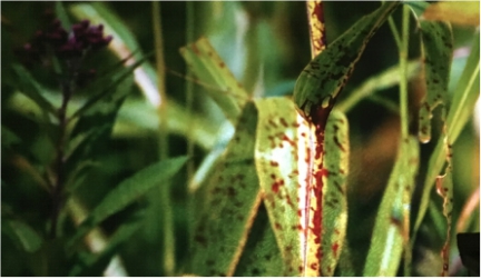 明基i707和i705哪个值得入手,明基i705和爱普生tw5700tx