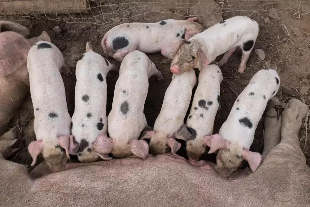 计生委生孩子,计生证是生孩子之前还是以后办理