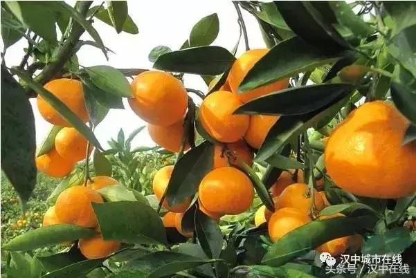 一起去城固吃桔子,还有大型活动,快来看看!