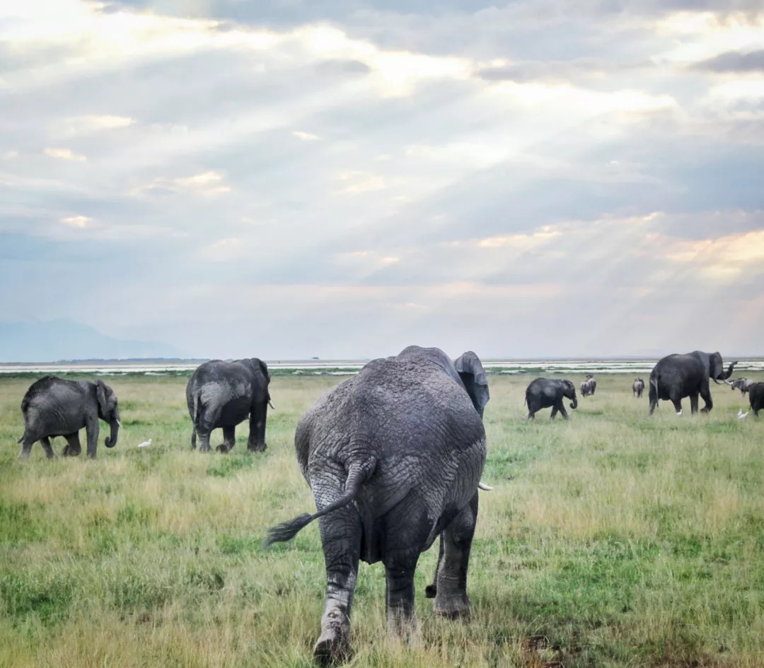 肯尼亚│我没有错过非洲，错过动物大迁徙