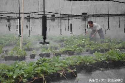 草莓用滴灌好还是微喷好,草莓微喷滴灌设备铺设