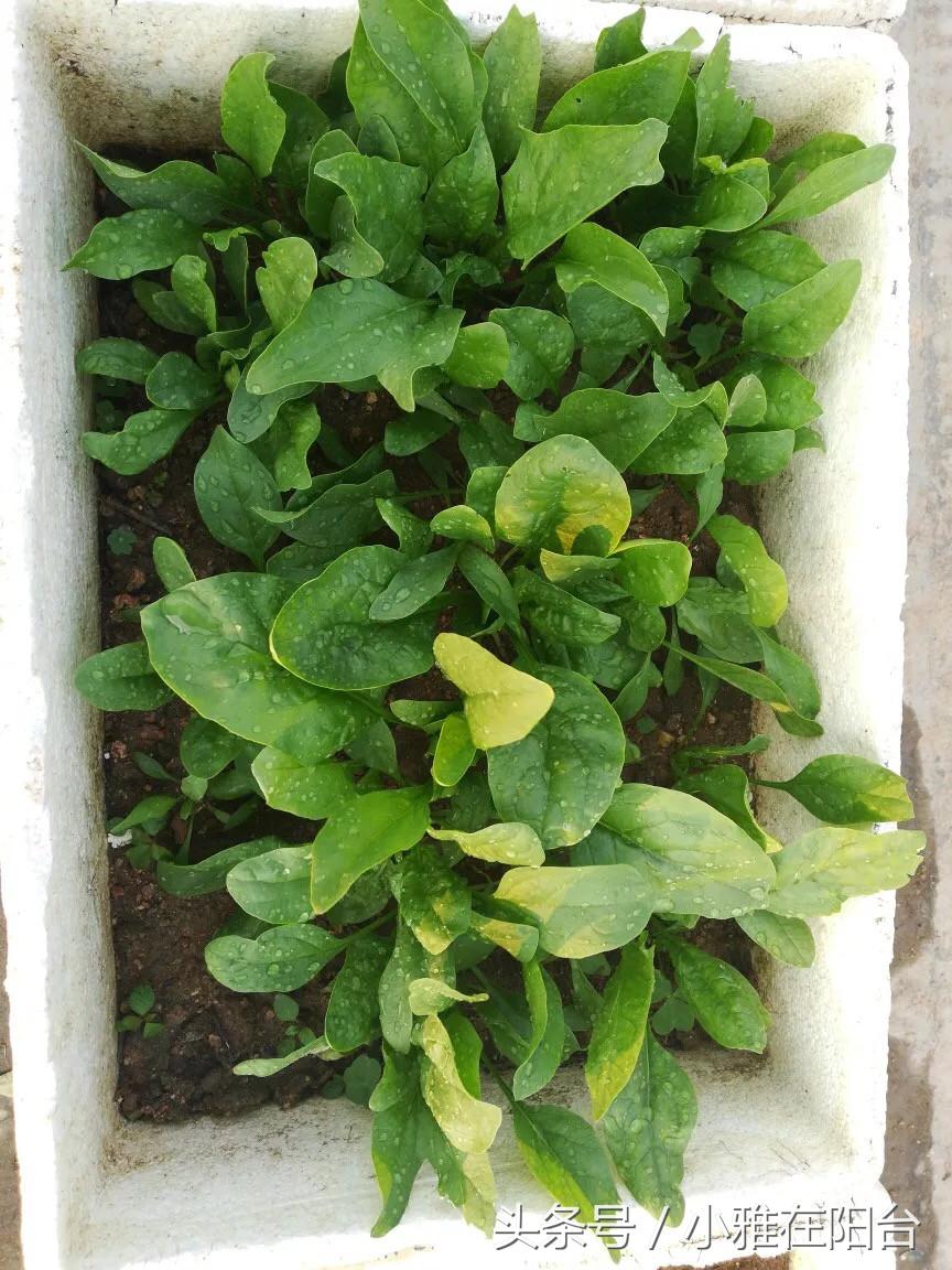 阳台种菜的小妙招视频教程,阳台养多肉怎么预防徒长