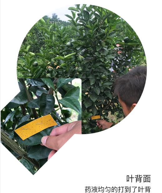 果树植保解决方案有哪些,果树植保国家权威