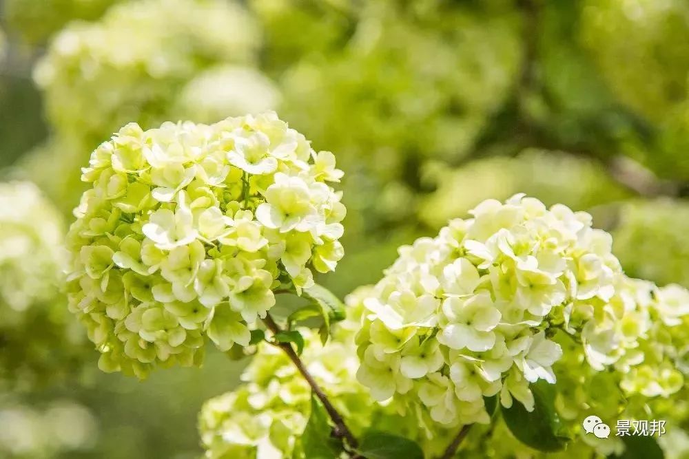 庭院风水植物讲究,庭院植物风水入门图片