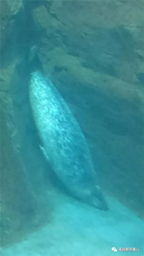 没有干劲的废柴海豹,只要心中有床,在哪里都可以豹睡个爽啊……