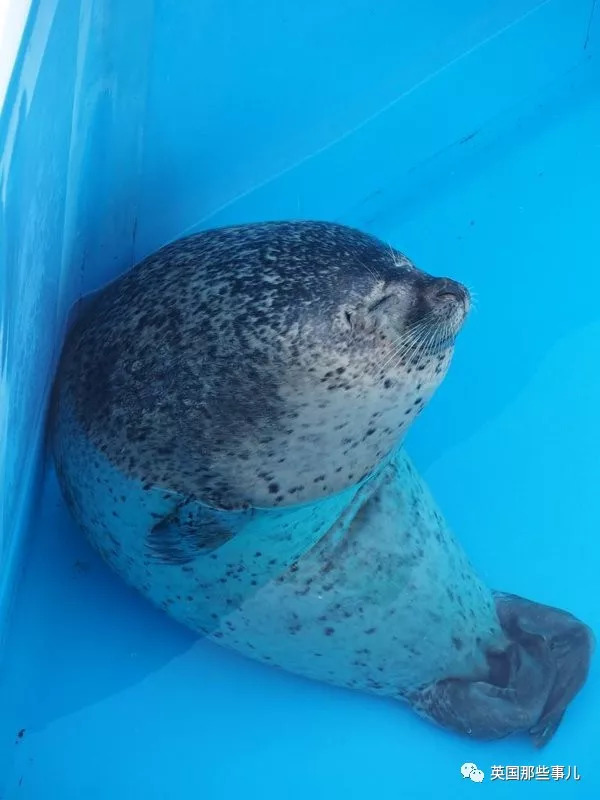 没有干劲的废柴海豹，只要心中有床，在哪里都可以豹睡个爽啊……