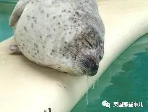 没有干劲的废柴海豹,只要心中有床,在哪里都可以豹睡个爽啊……