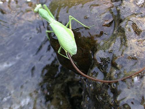 史上最不能看的10部恐怖电影,胆小鬼勿点推荐五部恐怖电影