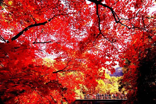 赏枫踏水才是东北秋季的正确打开方式