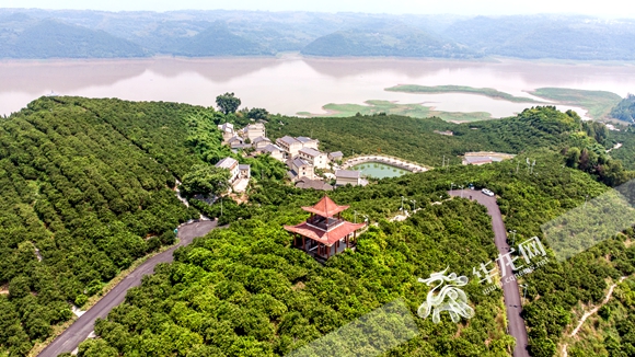 忠县柑橘产业园,半城山水满城橘视频