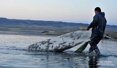 中国甲鱼生态养殖第一村,大型养殖基地养殖生态甲鱼