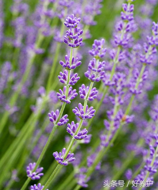 南方适合种什么品种的衣草,薰衣草品种及图片欣赏大全