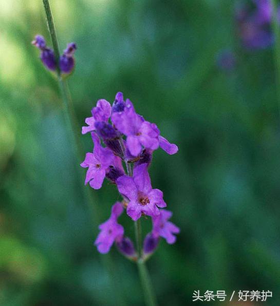 南方适合种什么品种的衣草,薰衣草品种及图片欣赏大全