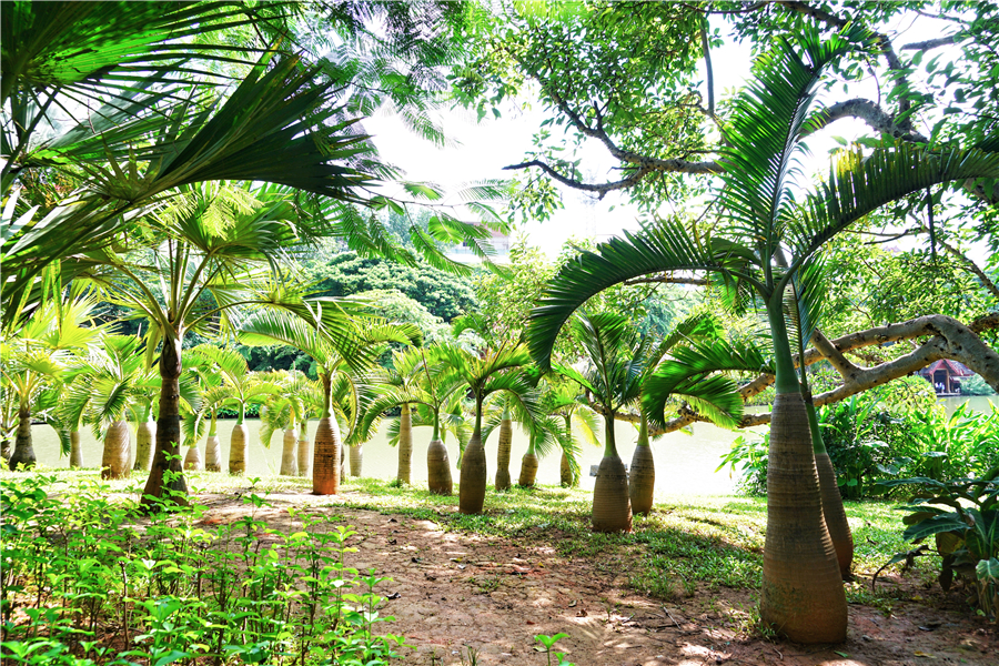 西双版纳曼听御花园景区,西双版纳美丽的曼听御花园