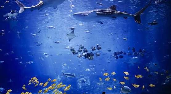 亚特兰蒂斯水族馆长隆海洋世界,珠海长隆海洋王国水族馆