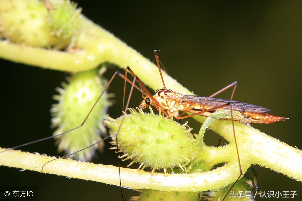 二年级上植物妈妈靠什么传播种子,二年级语文植物妈妈有办法朗诵