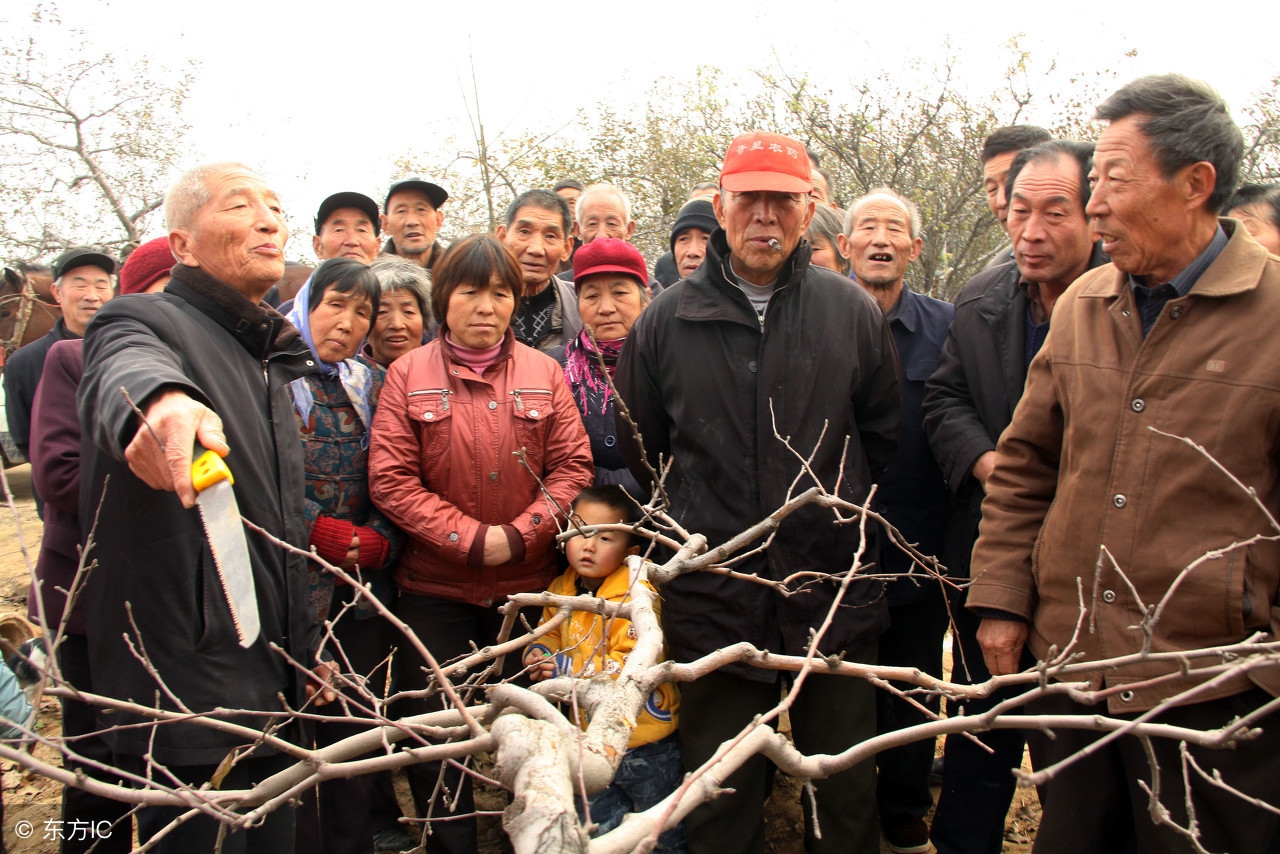 果树修剪常用手法和作用是什么,果树修剪常用技术有哪些